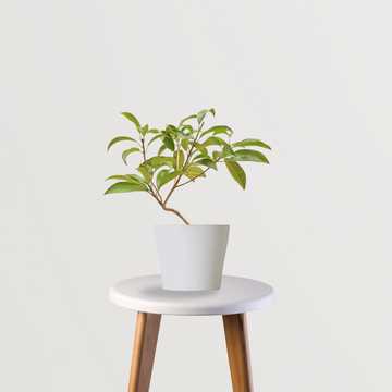 Sapatu medium fruit tree